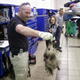 Illustration for article titled Audi Technician Finds Live Possum Nest In A4, Screams Like Little Girl